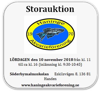 Storauktion 2018 forumbild.jpg